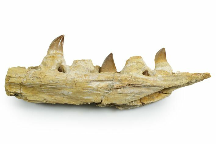 Fossil Mosasaur Jaw Section with Teeth - Morocco #353153